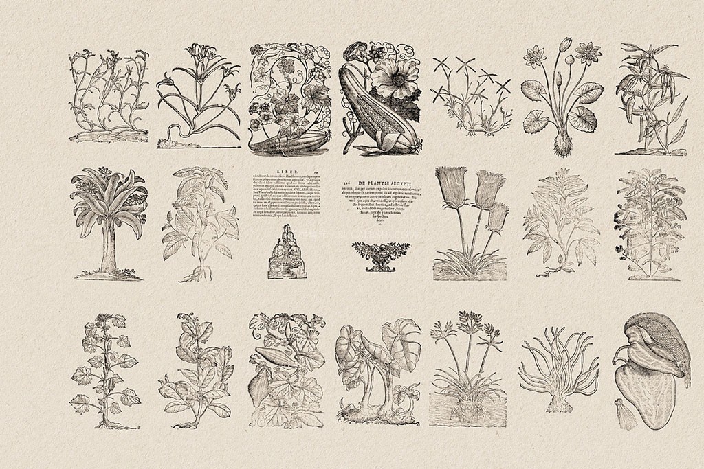 126幅复古植物铜版矢量插画 AI PNG格式